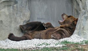 lazy bear